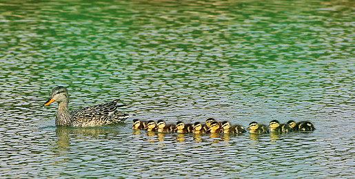 《古墓丽影》开发商水晶动力裁员10人 受母公司重组影响